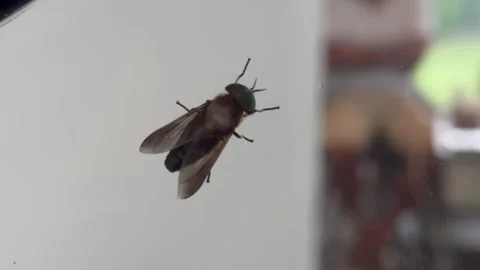 Fly on a wall shot on macro mode Stock Footage 287958989