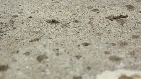 Fly wanders around dry cement as it begins to rain Stock Footage 7764247