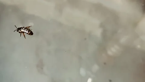 A fly was struggling to save its life from the water Stock Footage 252975447
