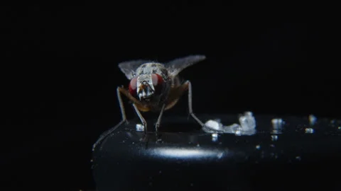 The fly washes itself after eating Stock Footage 251756939
