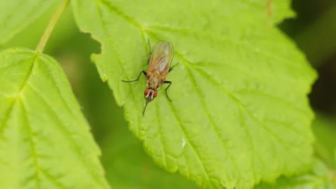 Fly washing face macro Video stock 147937540