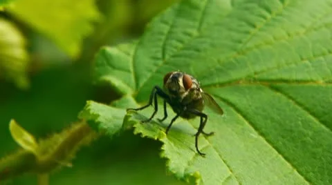 Fly washing head Stockbeeldmateriaal 11149441