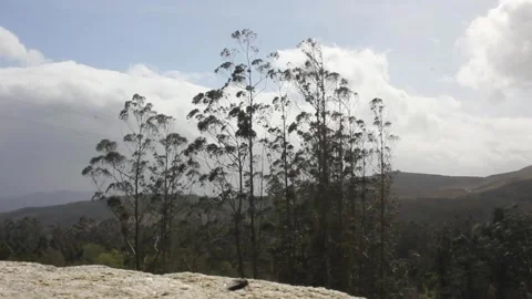 A fly watching a cloudy and windy day Stock Footage 241440940