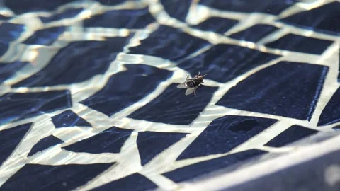 Fly on water slow motion Stock Footage 221425268