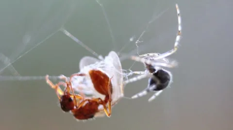 Fly in the web 스톡 동영상 8578037