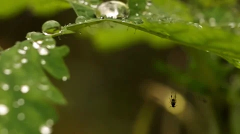 The fly in the web Stock Footage 27819527