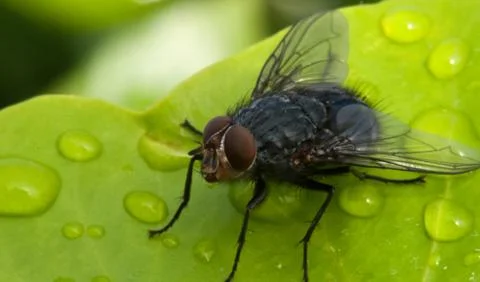 Fly on a Wet Leaf, Cannes Stock Photos