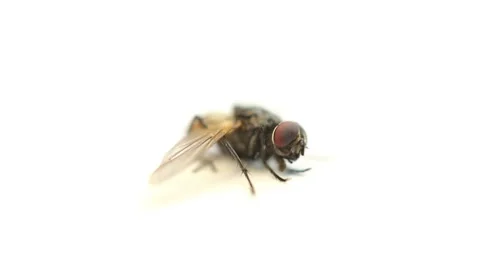 Fly on a white background Stock Footage 8519785