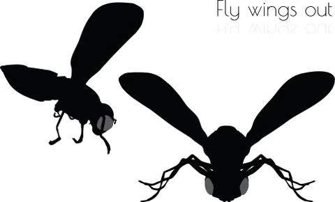 Fly on white background Stock Illustration