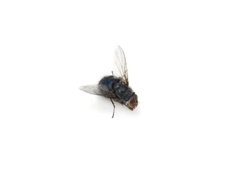 Fly on a white background Stock Photos