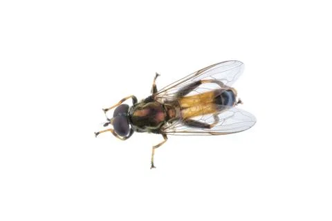 Fly on a white background Stock Photos