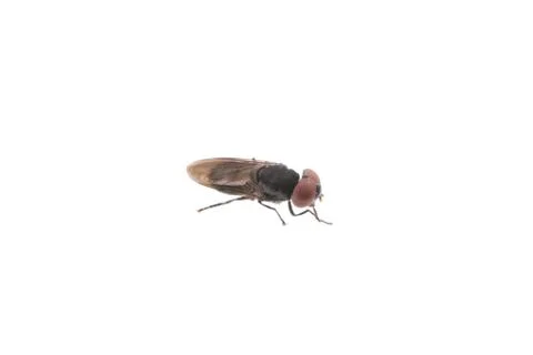 Fly on a white background Stock Photos