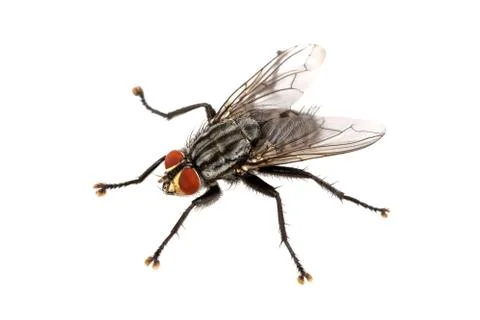 Fly on a white background Stock Photos