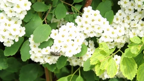 A fly on a white flowers Stock-Footage 76430728