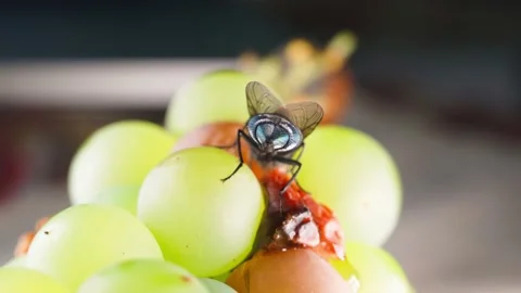Fly on white grapes close-up. spoiled grapes Stock Footage 235681627