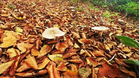 Fly to the white mushroom Video stock 119300428
