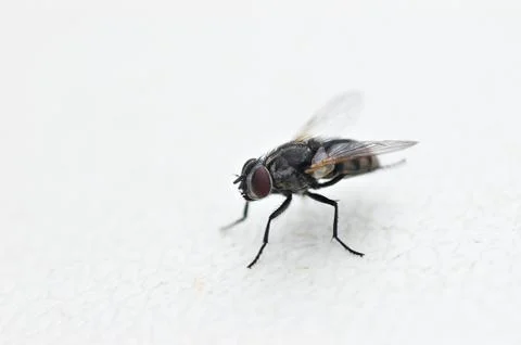 Fly on white Stock Photos