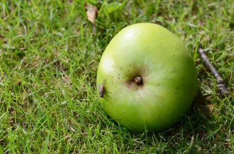 Fly on a windfall apple Stock Photos