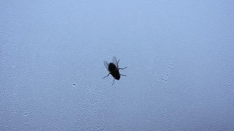 A fly on the window drinking drops of water 動画素材 220567604
