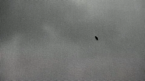 Fly on the window grid Stock-Footage 11138081