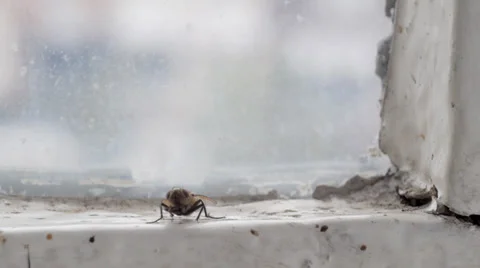 Fly on window ledge Stock Footage 32425194