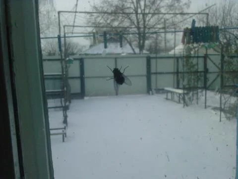 Fly on the window Stock Photos