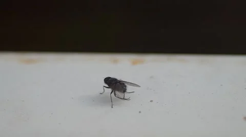 Fly on the windowsill Stock Footage 43981933