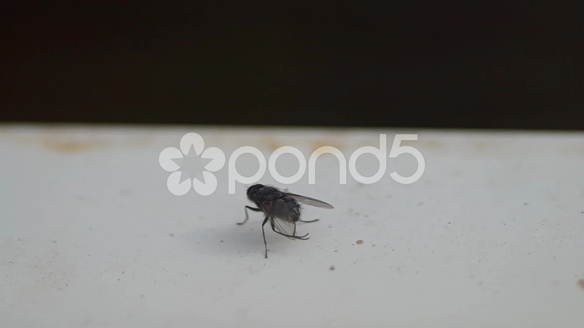 Fly On The Windowsill Hd 4k Stock Footage 43981933