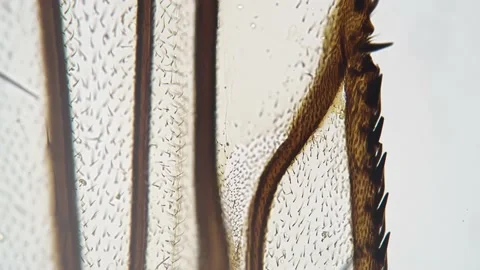Fly wing filmed under microscope 200x against bright field background Stock Footage 208854400