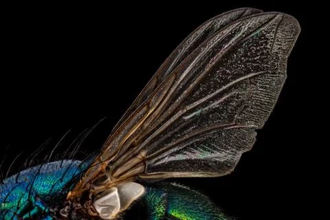Fly wings Stock Photos