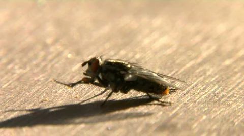 Fly on wood Stock-Footage 720954