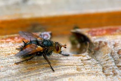 Fly on wood Stock Photos