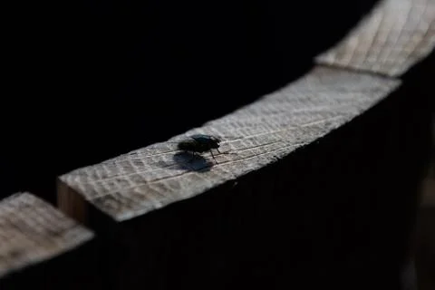 Fly on wooden panel Stock Photos
