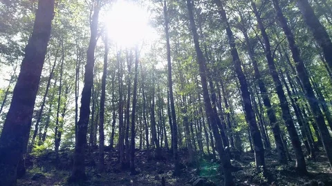 Fly into the Woods among the Beeches surrounded by nature beautiful landscape Stock-Footage 94304406