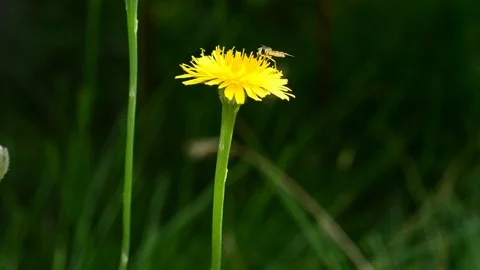 Fly on yellow dandelion flower Video stock 74803875