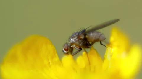 Fly on yellow flower Video stock 53644222