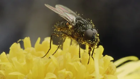 Fly on a yellow flower Stock Footage 108381652