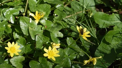 Fly on the yellow flower Stock Footage 152141652