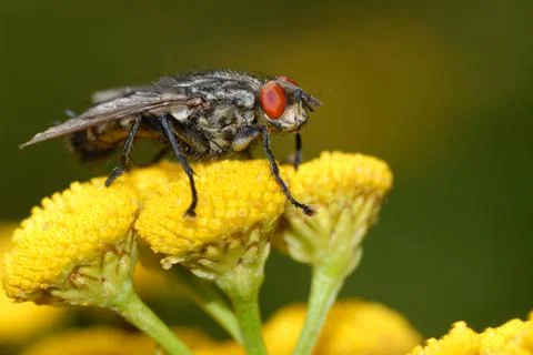 Fly on yellow flower Stock Photos