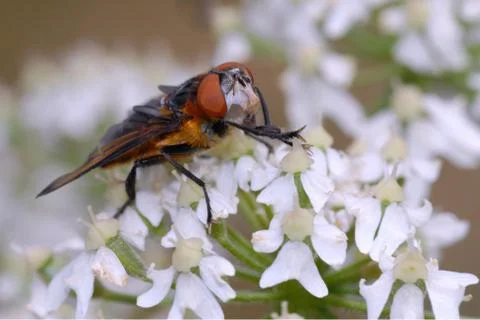 Fly on yellow flower Stock-Fotos
