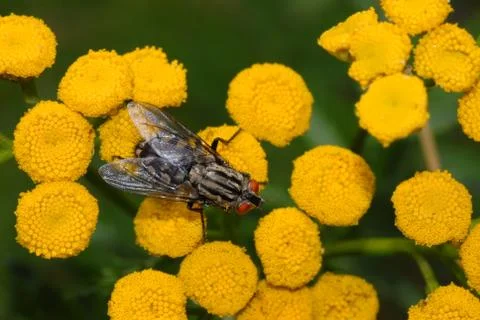 Fly on yellow flower Stock Photos
