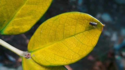 A fly on a yellow leaf Stock Photos