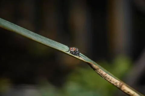 Fly on a yucca leave Stock Photos
