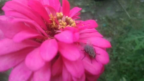A fly on zinnia flower Stock Footage 237046046