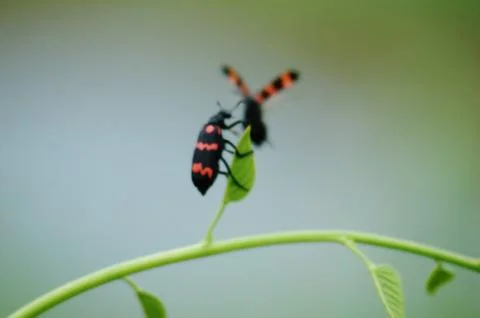Fly&amp;#039;s on a plant Stock Photos