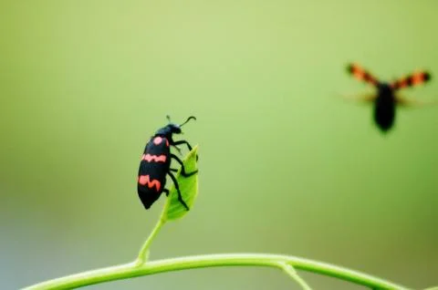Fly&amp;#039;s on a plant Stock Photos