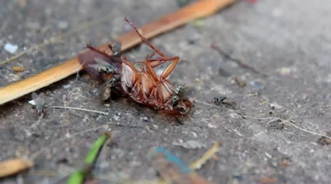 Fly_footage_hd.mov Stockbeeldmateriaal 11940469