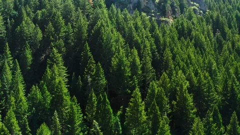 Flyaway from a mountainside full of pine trees in Utah Provo Canyon 4K Stock Footage 122536635