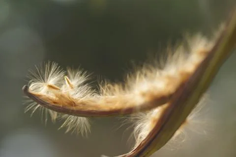 Flyaway Stock Photos