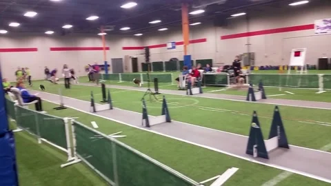 Flyball Video stock 155340618